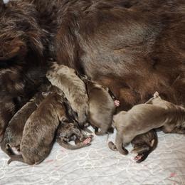 Olive - Liver female German Shepherd puppy in Garrett, Indiana from Devil-Dog Shepherds