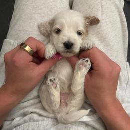 Lavender - Red roan female Cockapoo puppy in Colorado Springs, Colorado from Colorado Cockapoos