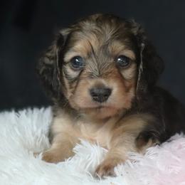Liam - Cream male Dachshund puppy in Azle, Texas from American Dachshunds