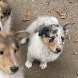 Collies from Prime Star Collies