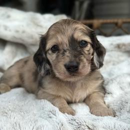 Rook - Cream male Dachshund puppy in Duncanville, Alabama from Bear Creek