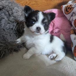 Diamond - Black and white female Chihuahua puppy in Amity, Pennsylvania from Baxters Chihuahuas