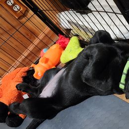 Labrador Retriever Puppies from Steele Caliber Retrievers