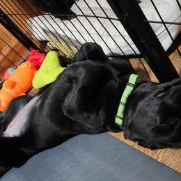 Labrador Retriever Puppies from Steele Caliber Retrievers