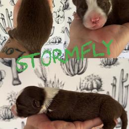 Stormfly - Chocolate female Border Collie puppy in Sanger, California from Flying M Cactus Ranch Buddies