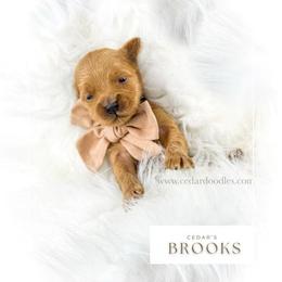 B R O O K S - Red  male Goldendoodle puppy in Cedar City, Utah from Cedar Doodles- Home of the Teddybear Goldendoodle