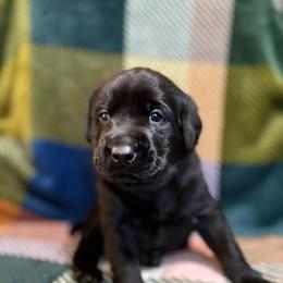 Black Male - Black male Labrador Retriever puppy in Boise, Idaho from Wings of Freedom Retrievers and Malinois