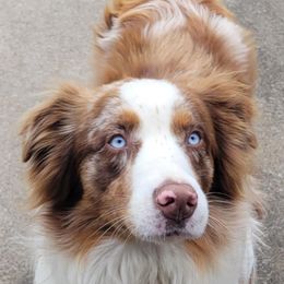 Rip - Australian Shepherd