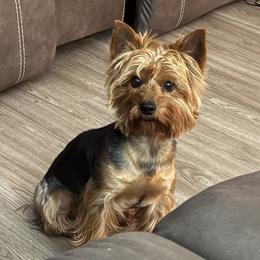 Astro - Yorkshire Terrier