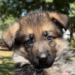 Purple Collar Puppy 1 - Black and red male German Shepherd puppy in Central Florida, Florida from Vom Furstenhund