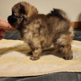 Pomeranian Puppies from POMS USA