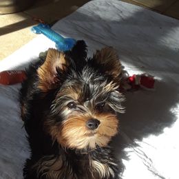 Yorkshire Terrier Puppies from Endeavor Yorkshire Terriers