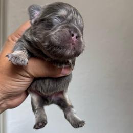 Rough Neck - Tricolors male French Bulldog puppy in Porter, Texas from Whatabulldog