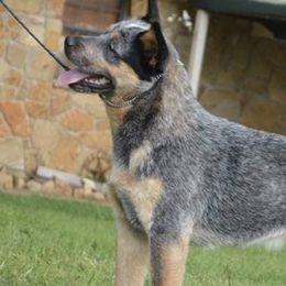 Australian Cattle Dogs and Australian Kelpies from Carben Copy