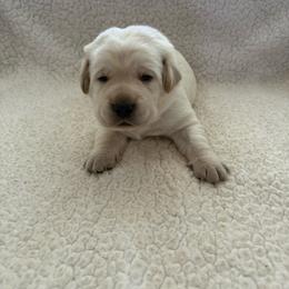 Green collar - Yellow male Labrador Retriever puppy in Wittmann, Arizona from Wranglin Farms
