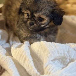 Poppy - Red female Companion Cross puppy in Calhan, Colorado from Millennium Falcon Kennels