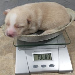 Pomsky Puppies from Promise Land Pomskies