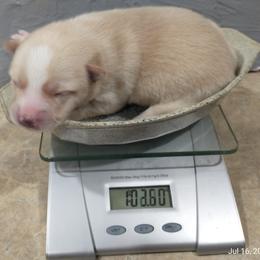 Pomsky Puppies from Promise Land Pomskies