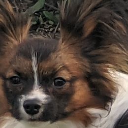 Papillons from Salish Sport Dogs