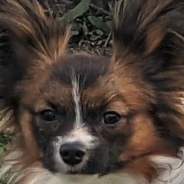Papillons from Salish Sport Dogs