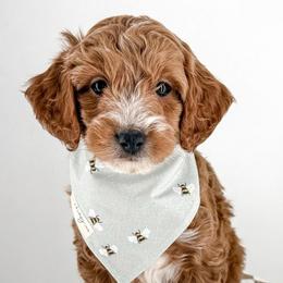 Dunk - Red  male Goldendoodle puppy in Jamestown, Kentucky from Milk & Honey Doodles