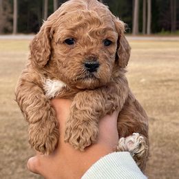Goldendoodle Puppies from Deanna Ray