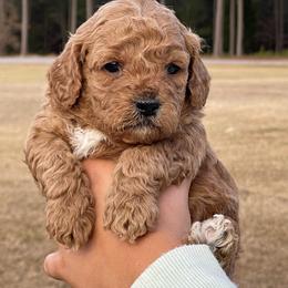 Goldendoodle Puppies from Deanna Ray