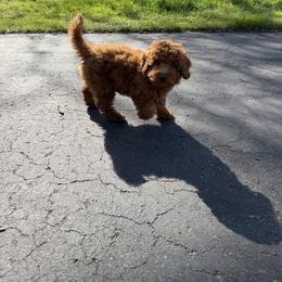 Light Blue - Caramel red male Labradoodle puppy in Shingle Springs, California from California Double Doodles