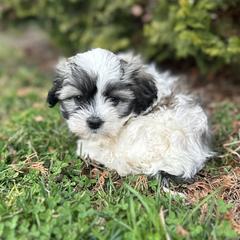 Gracie - Black and white female Shichon puppy in Lititz, Pennsylvania from Painter Puppies