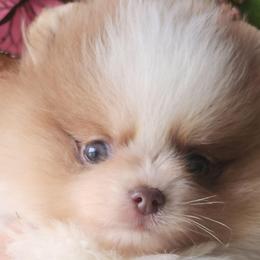 DUTCH - 3,500 dollars - Blue male Pomeranian puppy in Amelia, Ohio from Boujee Puff Poms
