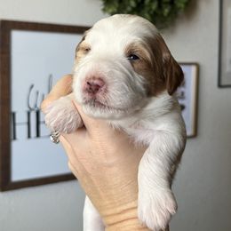 Diamond - Bernedoodle puppy from Hope Valley Doodles