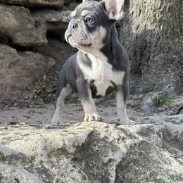 Drogo - French Bulldog puppy from Let's keep it frenchie!