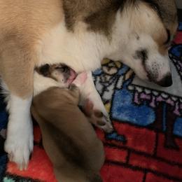Pembroke Welsh Corgi Puppies from Kenyon Pembroke Welsh Corgis
