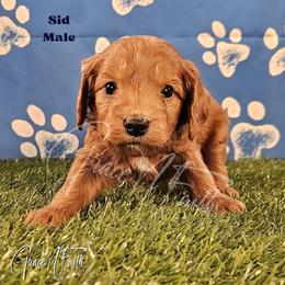 Sid - Red  male Goldendoodle puppy in Peyton, Colorado from Grace N Faith Doodles