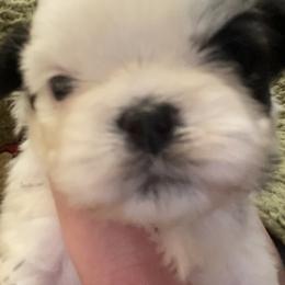 Jerrod - Gold and white male Shih Tzu puppy in Massachusetts from All That