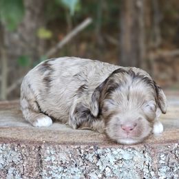 Grace - Merle female Cockapoo puppy in Louisburg, North Carolina from Raven Oak's Shepherds