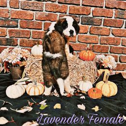 Saint Bernard Puppies from Southern Saints