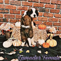 Saint Bernard Puppies from Southern Saints