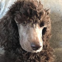 Poodles from Après Argent Poodles