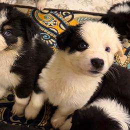 Rolo - Black tri-color male Australian Shepherd puppy in Denton, North Carolina from Double R Farm Aussies
