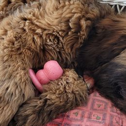 Catahoula Leopard Dogs, Goldendoodles, Poodles, and Sheepadoodles from Prospect Catahoula Farms, LLC