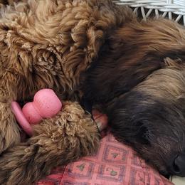 Catahoula Leopard Dogs, Goldendoodles, Poodles, and Sheepadoodles from Prospect Catahoula Farms, LLC