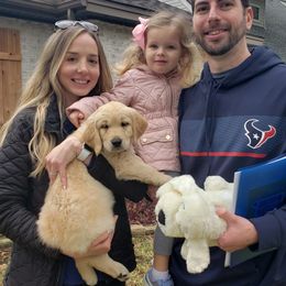 Golden Retriever Puppies from Sims Golden Retrievers