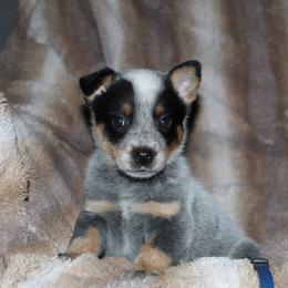 Atlas - Blue male Australian Cattle Dog puppy in Colbert, Oklahoma from LoveAHeeler