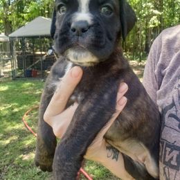 Boxer Puppies from SmashBox Kennel