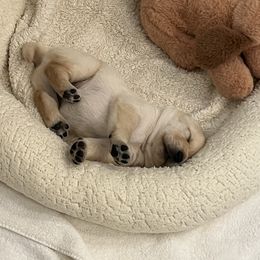 Brown Boy 2 - Labrador Retriever puppy from Hatch Labradors