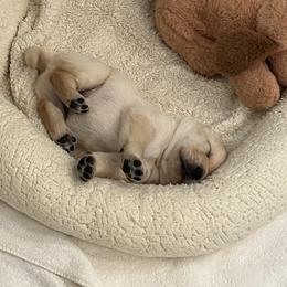 Brown Boy 2 - Labrador Retriever puppy from Hatch Labradors
