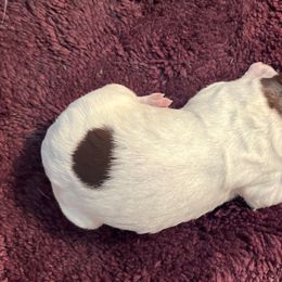 GiGi - Wirehaired Pointing Griffon puppy from Two Rivers Kennels - Wirehaired Pointing Griffons