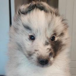Timmy - Blue merle and white male Shetland Sheepdog puppy in Weedsport, New York from M&M Shelties and Smooch-A-Bulls English Bulldogs