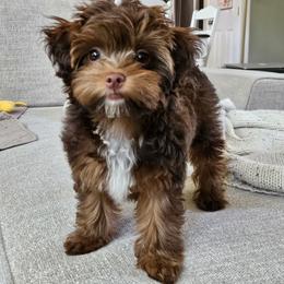 Bernedoodle, Cavapoo, Havanese, and Havapoo Puppies from Lady Paws Puppies - Cassie